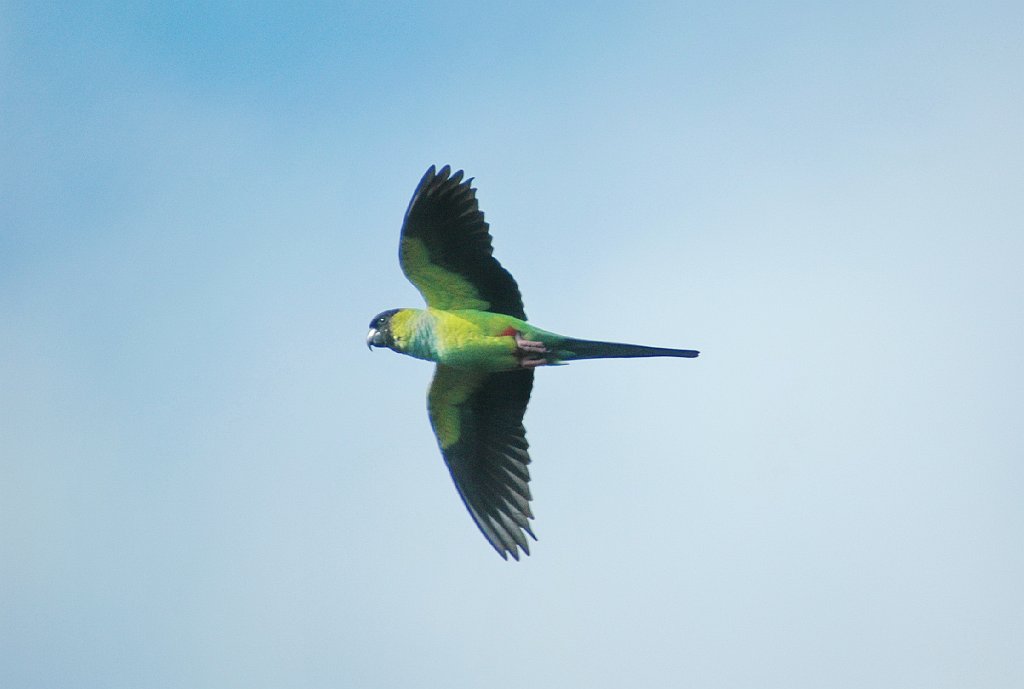 Parrot, Black-hooded Parakeet, 2010-02064146 Tradewinds Park, FL.JPG - Black-hooded Parakeet. Tradewinds Park, FL, 2-6-2010